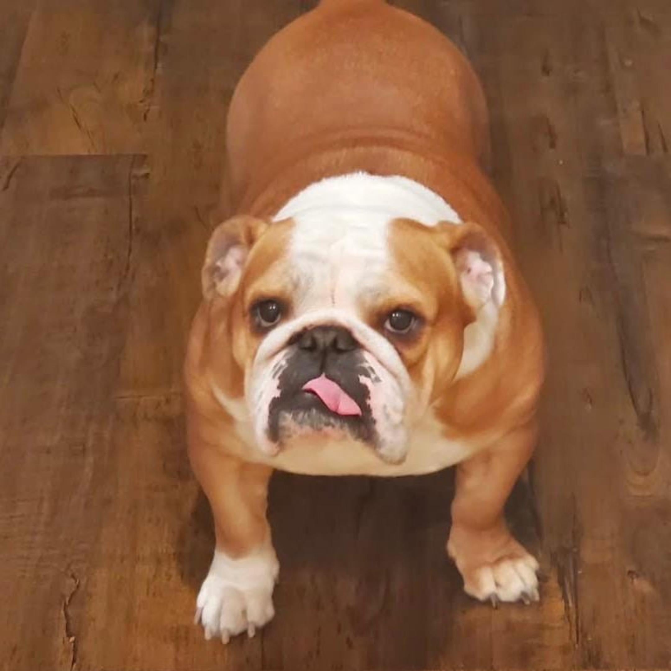 Custom Bulldog Figurine From Photo-Personalized Dog Memorial Statue-Pet Loss Keepsake-Bulldog Sculpture On Wooden Base